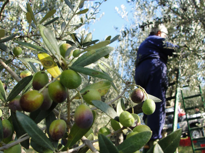 raccolta olive